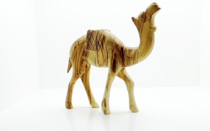 جمل حجم وسط