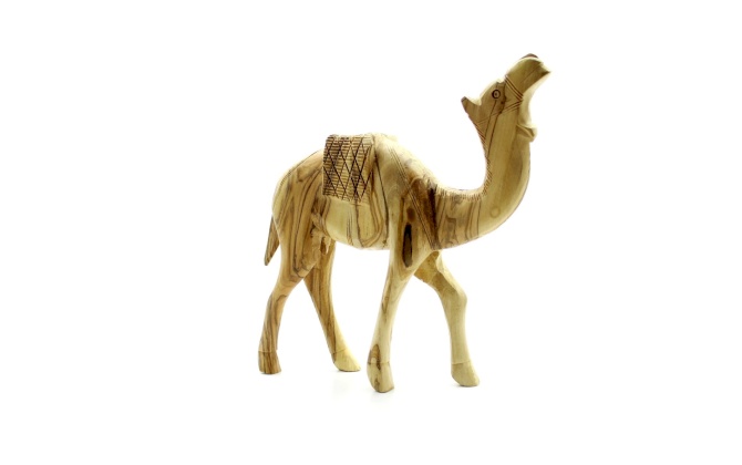 جمل حجم وسط