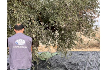 الغرفة التجارية الصناعية لمحافظة بيت لحم تشارك في تنظيم فعاليات يوم قطف الزيتون السنوي الـ 26