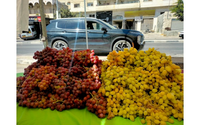 22 tons of grapes, sales of the fourth market for grapes and women's products in the town of Al-Khader