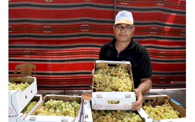 عشرة طن من العنب مبيعات سوق العنب والمُنتجات النسوية الخامس في بلدة الخضر