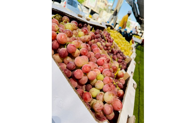 عشرة طن من العنب مبيعات سوق العنب والمُنتجات النسوية الخامس في بلدة الخضر