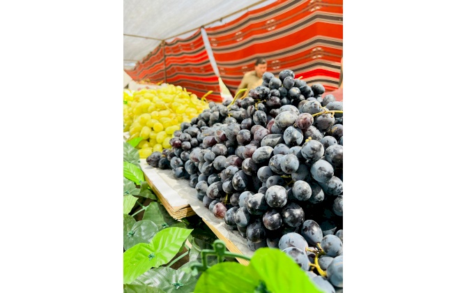 عشرة طن من العنب مبيعات سوق العنب والمُنتجات النسوية الخامس في بلدة الخضر