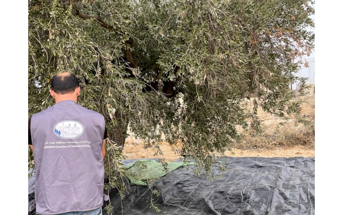 الغرفة التجارية الصناعية لمحافظة بيت لحم تشارك في تنظيم فعاليات يوم قطف الزيتون السنوي الـ 26
