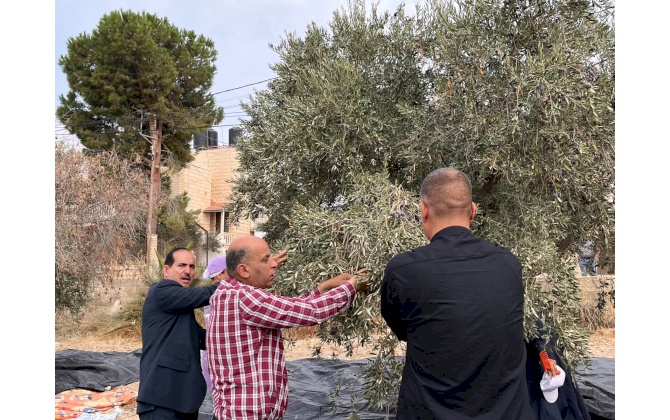 الغرفة التجارية الصناعية لمحافظة بيت لحم تشارك في تنظيم فعاليات يوم قطف الزيتون السنوي الـ 26