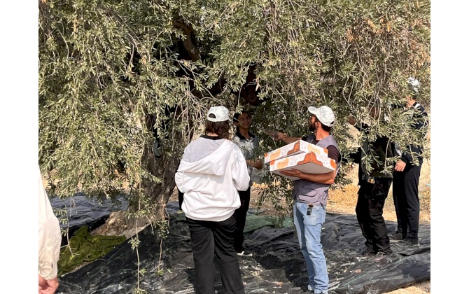 الغرفة التجارية الصناعية لمحافظة بيت لحم تشارك في تنظيم فعاليات يوم قطف الزيتون السنوي الـ 26